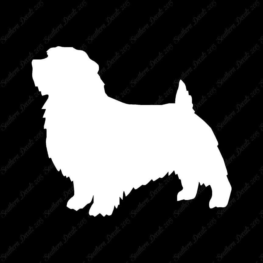 Norfolk Terrier Dog Breed