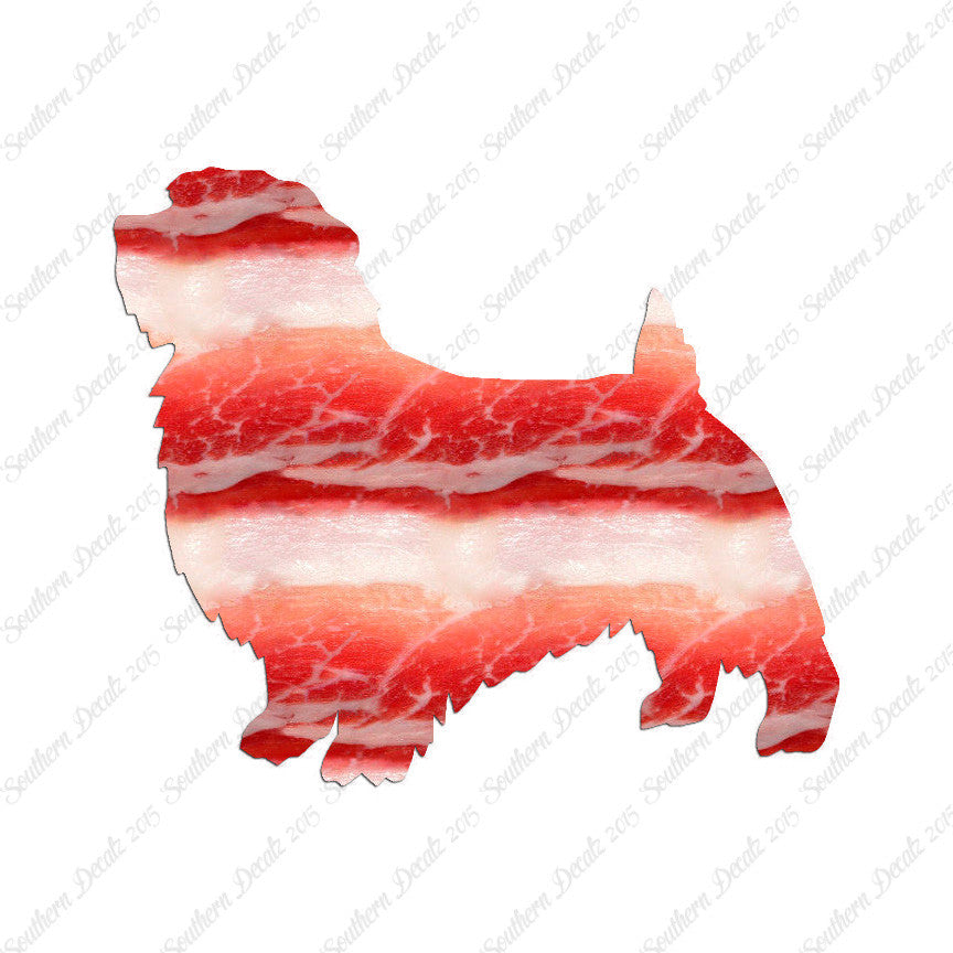 Norfolk Terrier Dog Breed