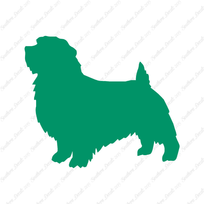 Norfolk Terrier Dog Breed