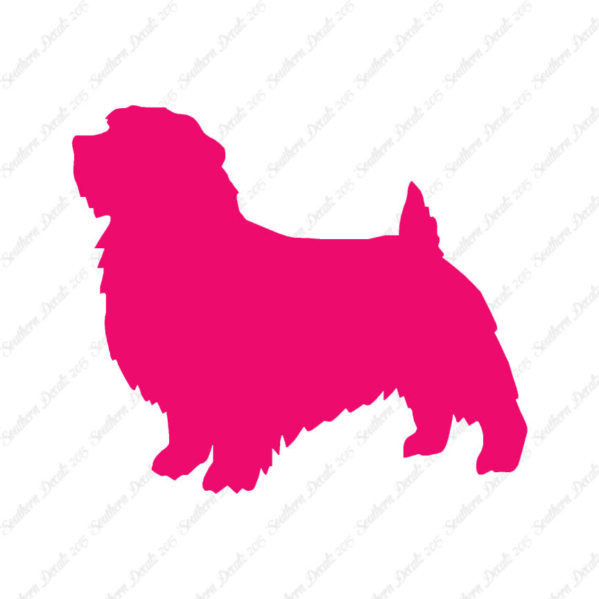 Norfolk Terrier Dog Breed