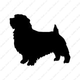 Norfolk Terrier Dog Breed