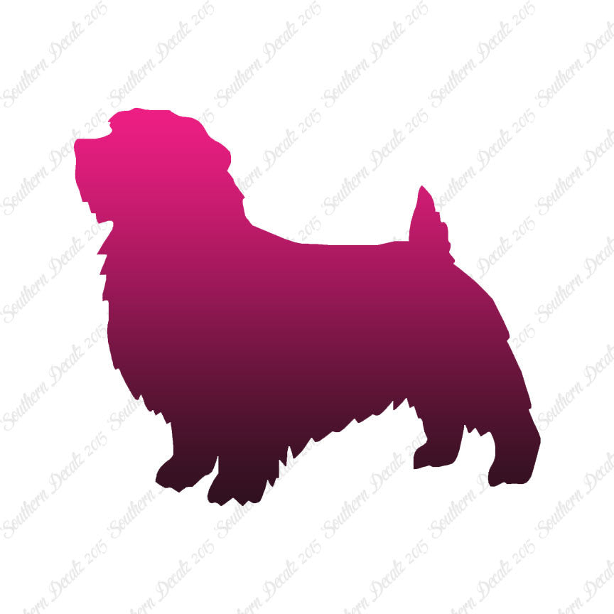 Norfolk Terrier Dog Breed
