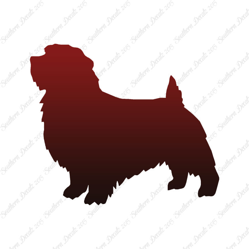 Norfolk Terrier Dog Breed