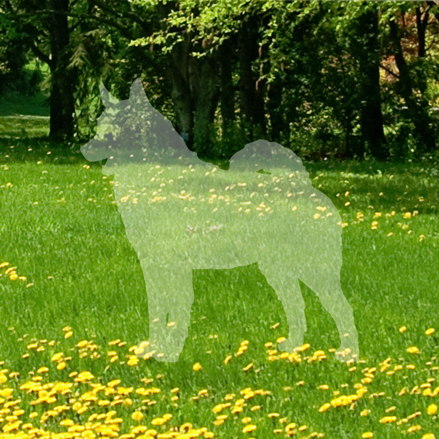 Norwegian Elkhound Dog Breed