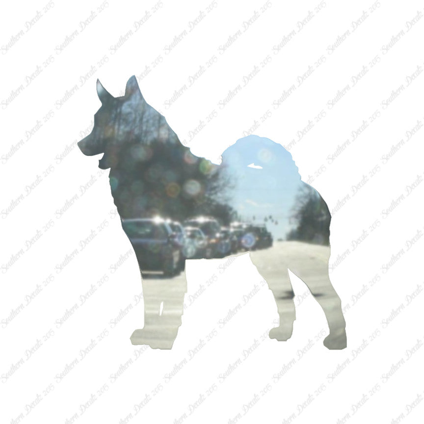 Norwegian Elkhound Dog Breed