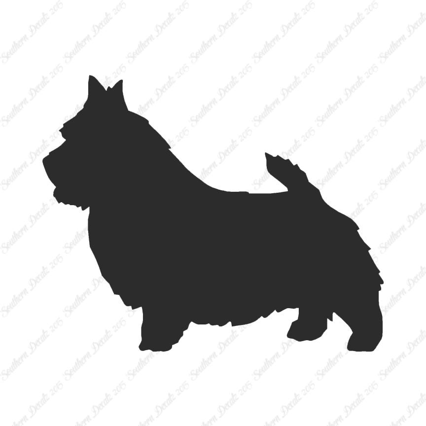 Norwich Terrier Dog Breed
