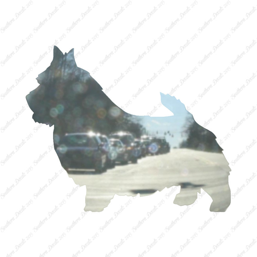 Norwich Terrier Dog Breed
