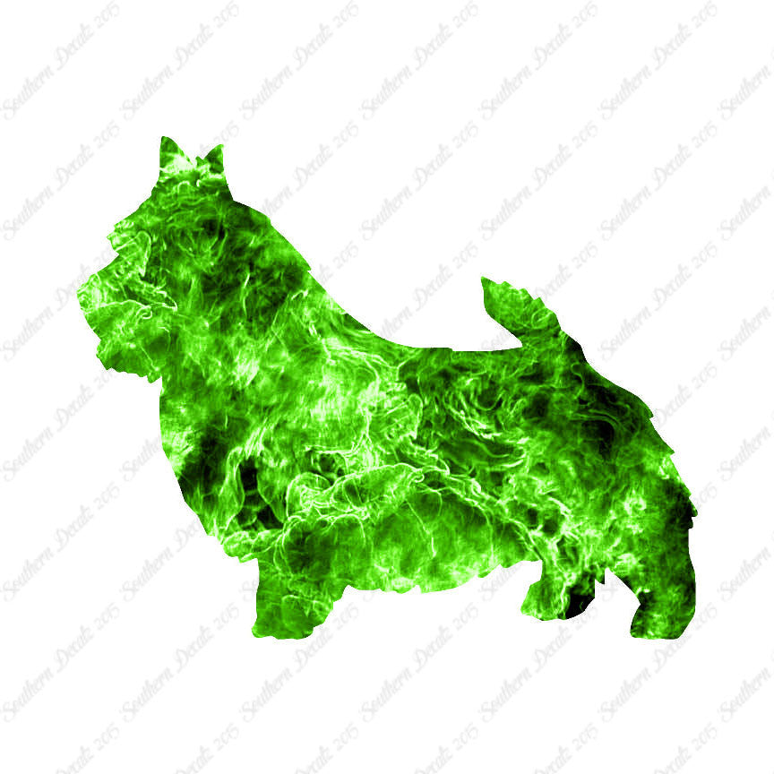 Norwich Terrier Dog Breed