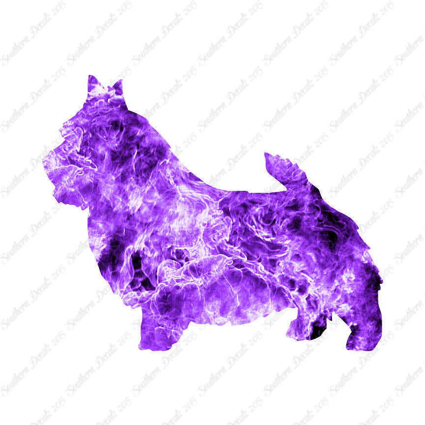 Norwich Terrier Dog Breed