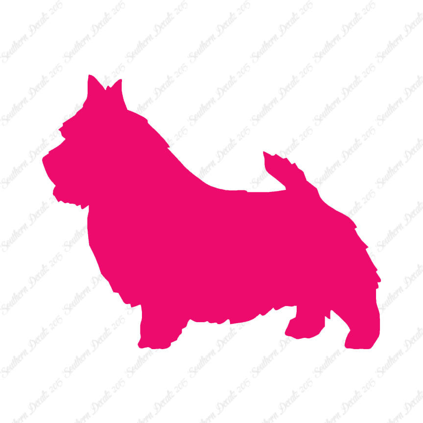 Norwich Terrier Dog Breed