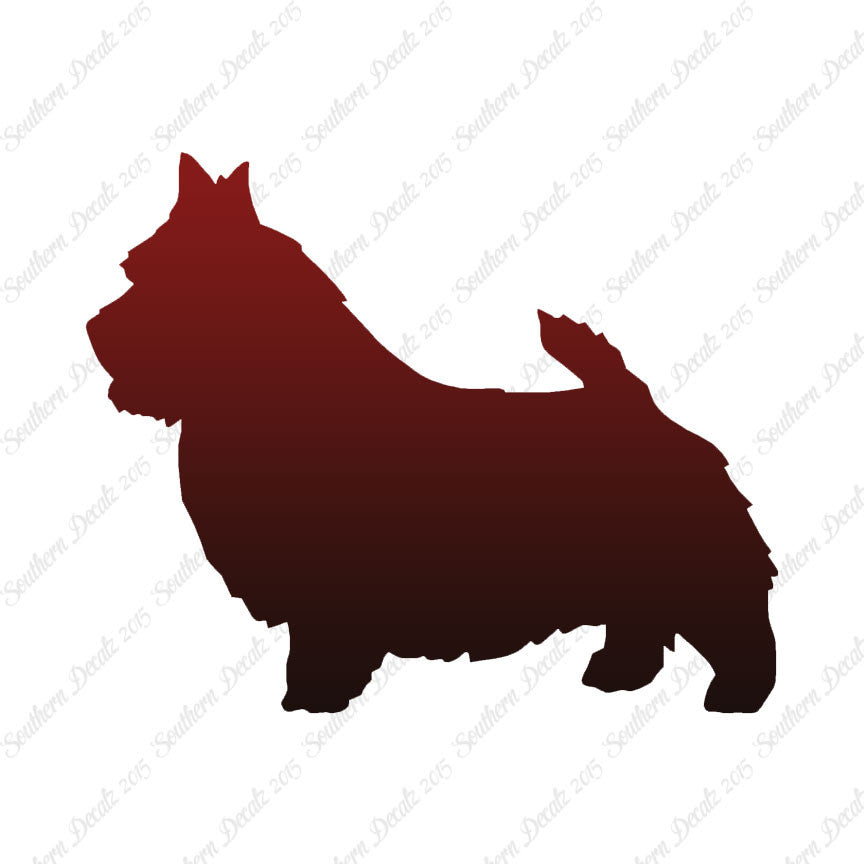 Norwich Terrier Dog Breed