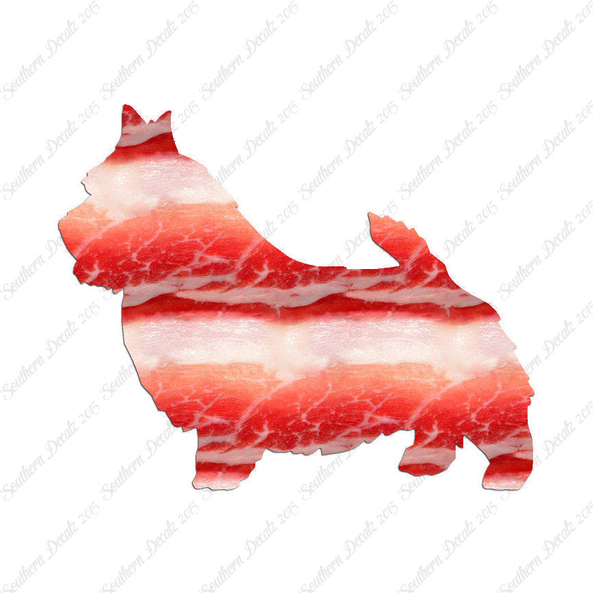 Norwich Terrier Dog Breed