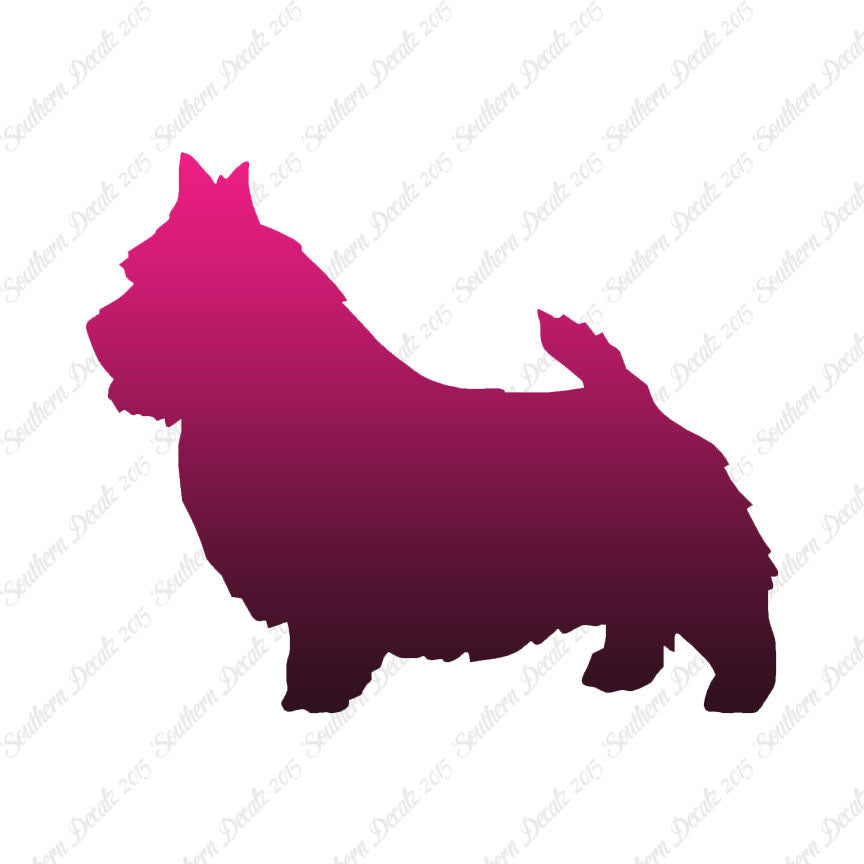 Norwich Terrier Dog Breed