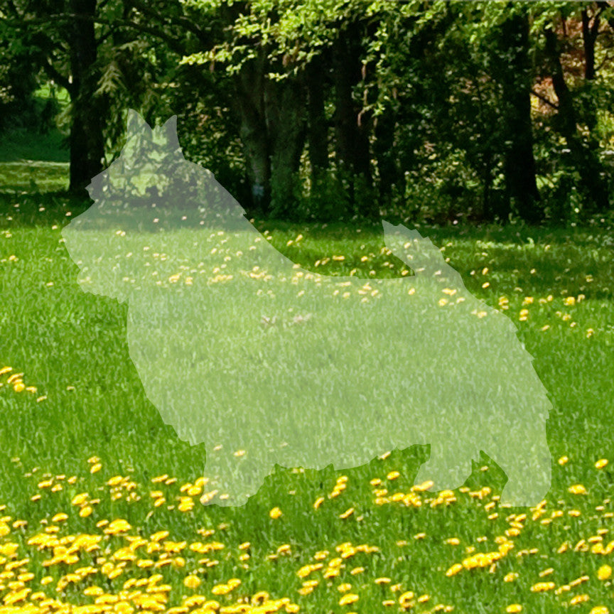 Norwich Terrier Dog Breed
