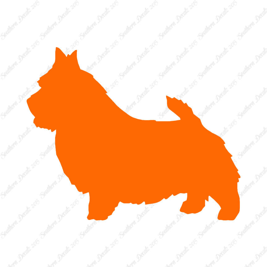 Norwich Terrier Dog Breed