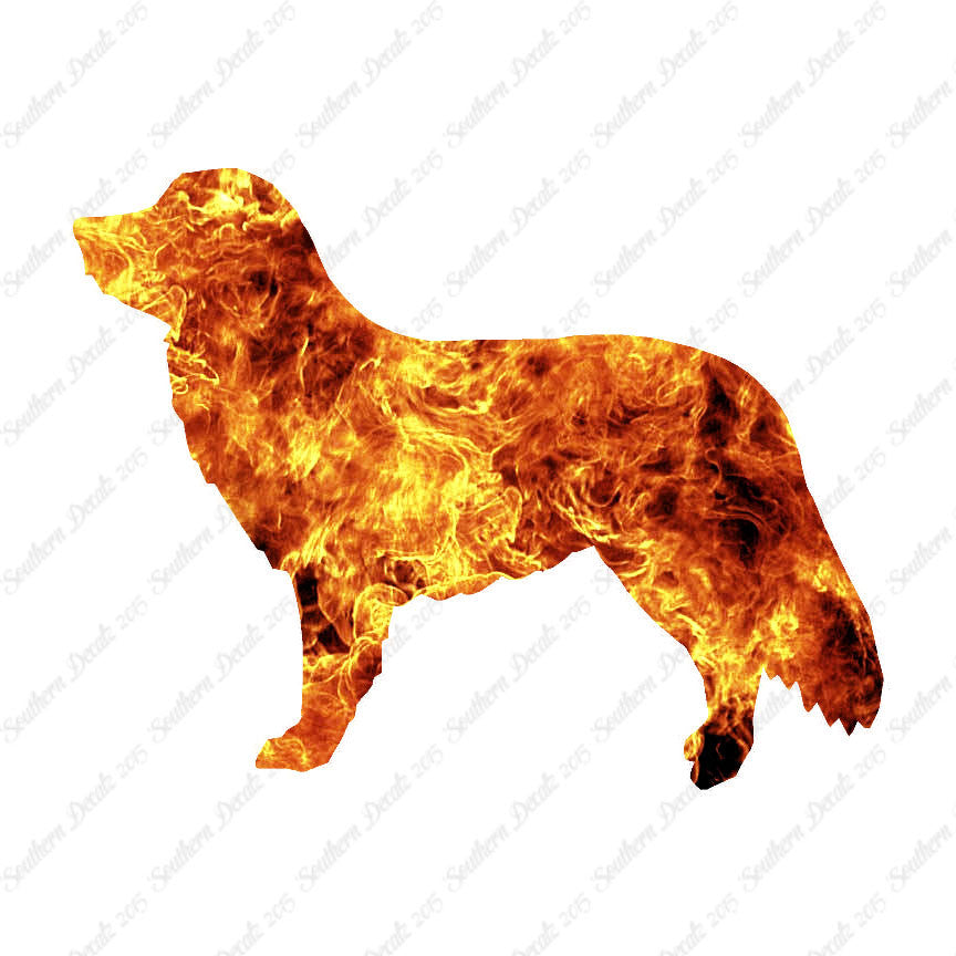 Duck Tolling Retriever Dog Breed