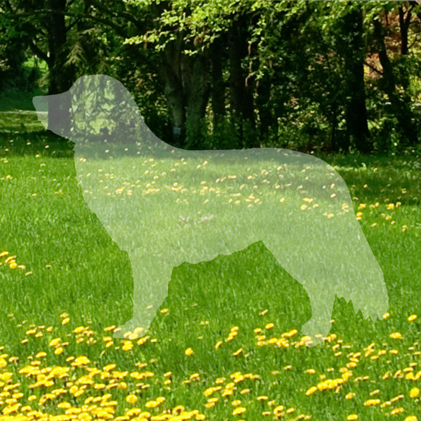 Duck Tolling Retriever Dog Breed