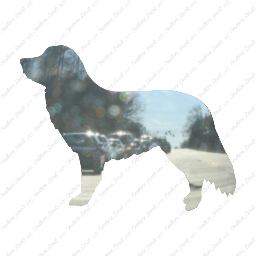 Duck Tolling Retriever Dog Breed