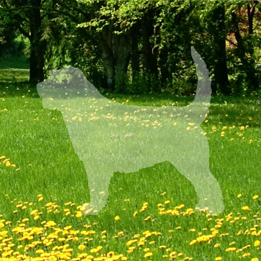 Otterhound Dog Breed