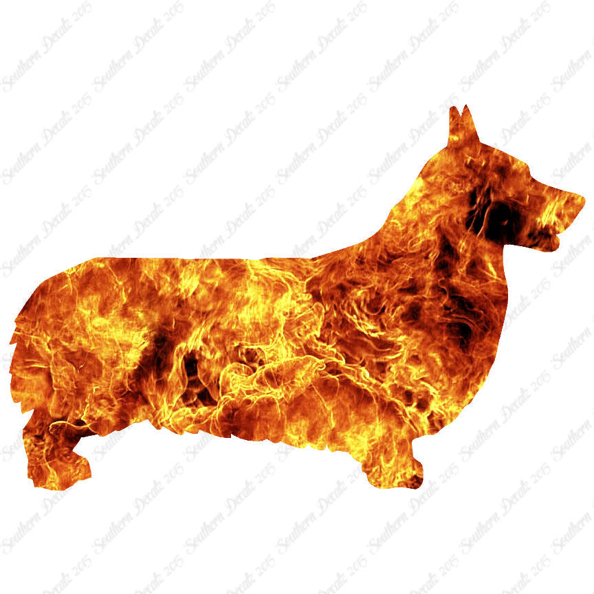 Pembroke Welsh Corgi Dog Breed