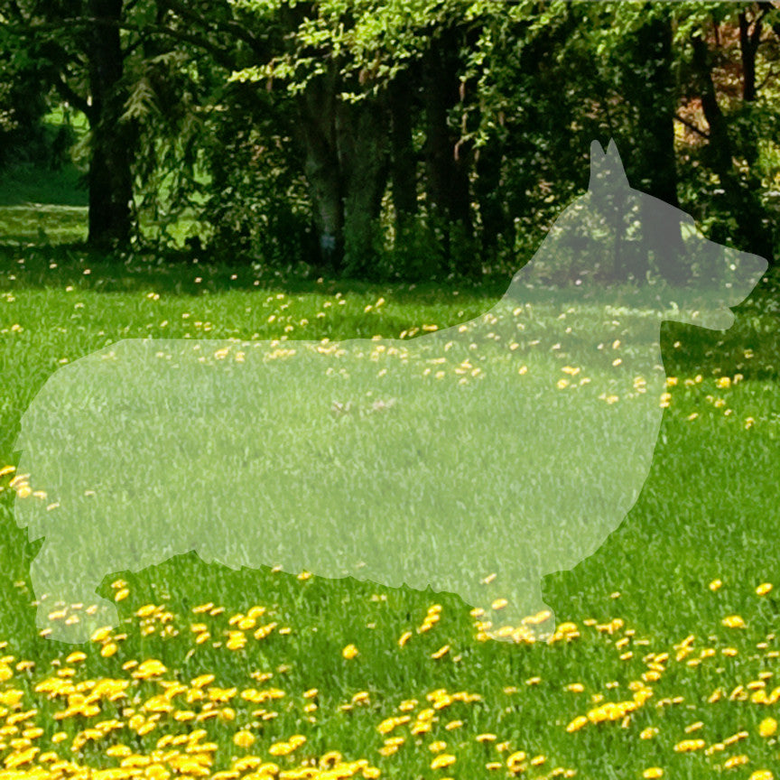 Pembroke Welsh Corgi Dog Breed