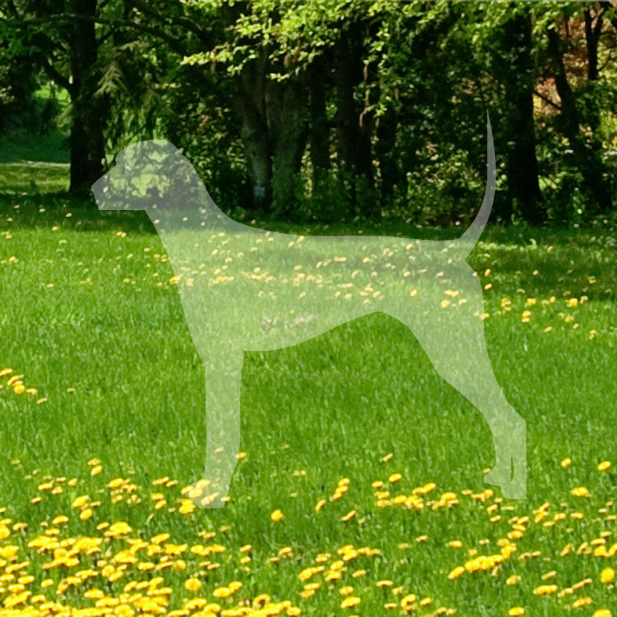Plott Hound Dog Breed