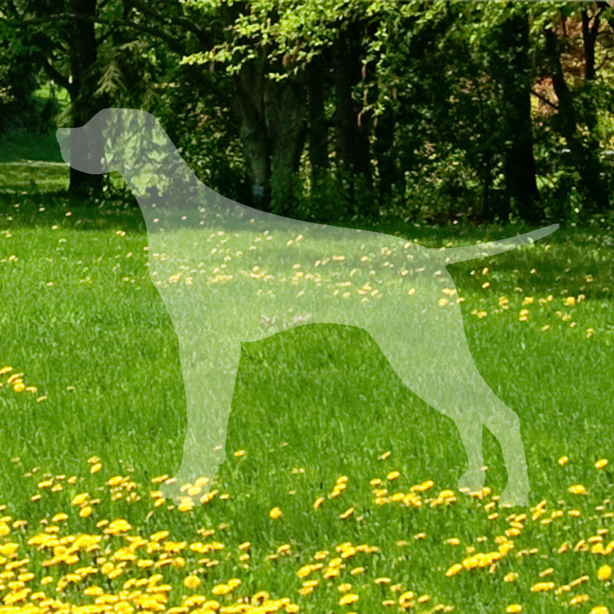 Pointer Dog Breed