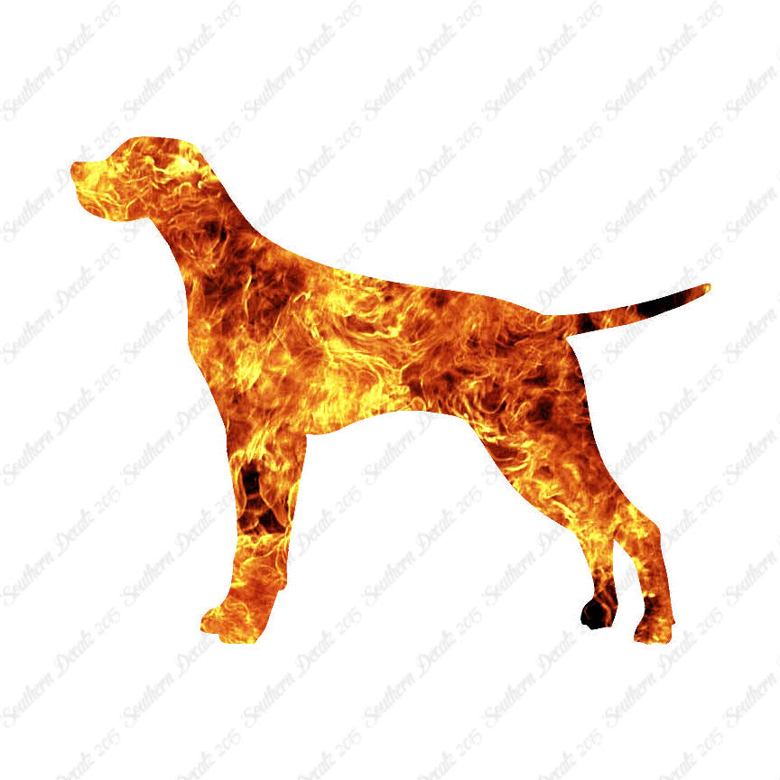 Pointer Dog Breed