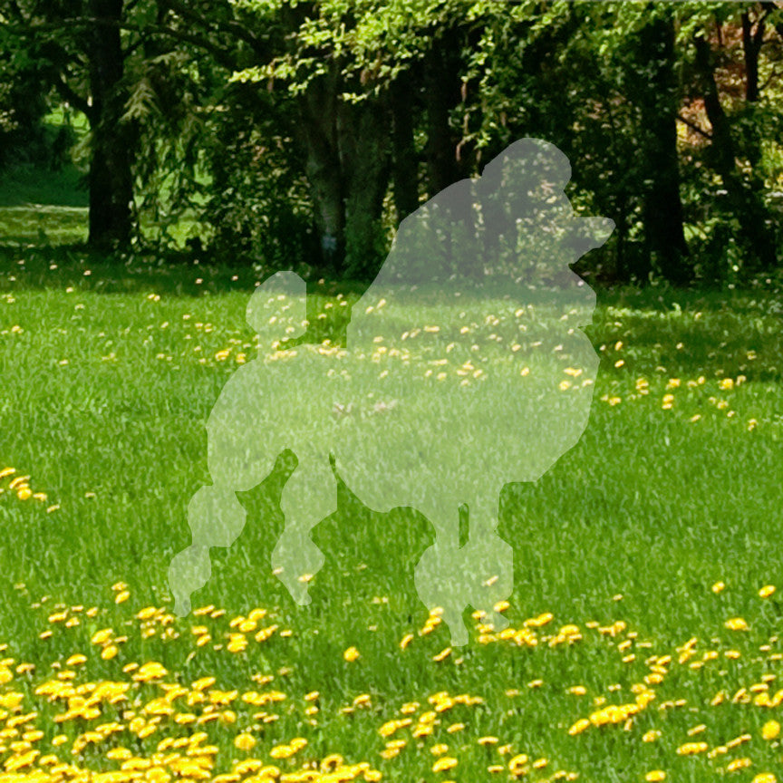 Poodle Dog Breed