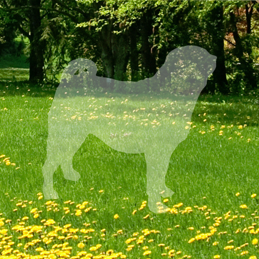 Pug Dog Breed