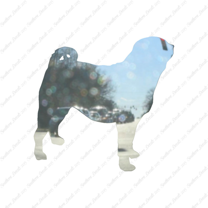 Pug Dog Breed