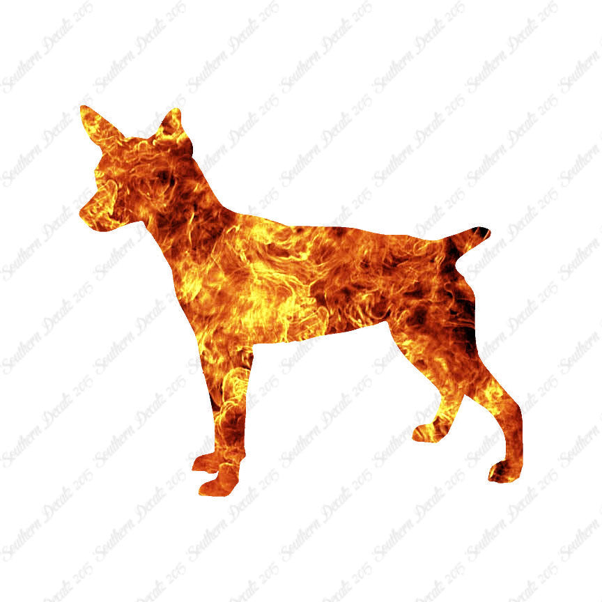 Rat Terrier Dog Breed