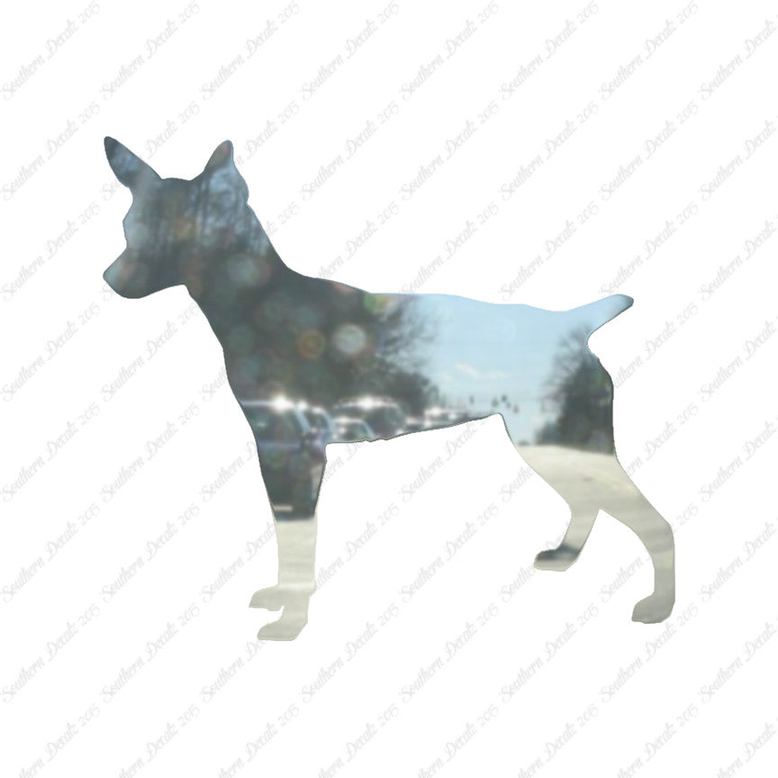 Rat Terrier Dog Breed
