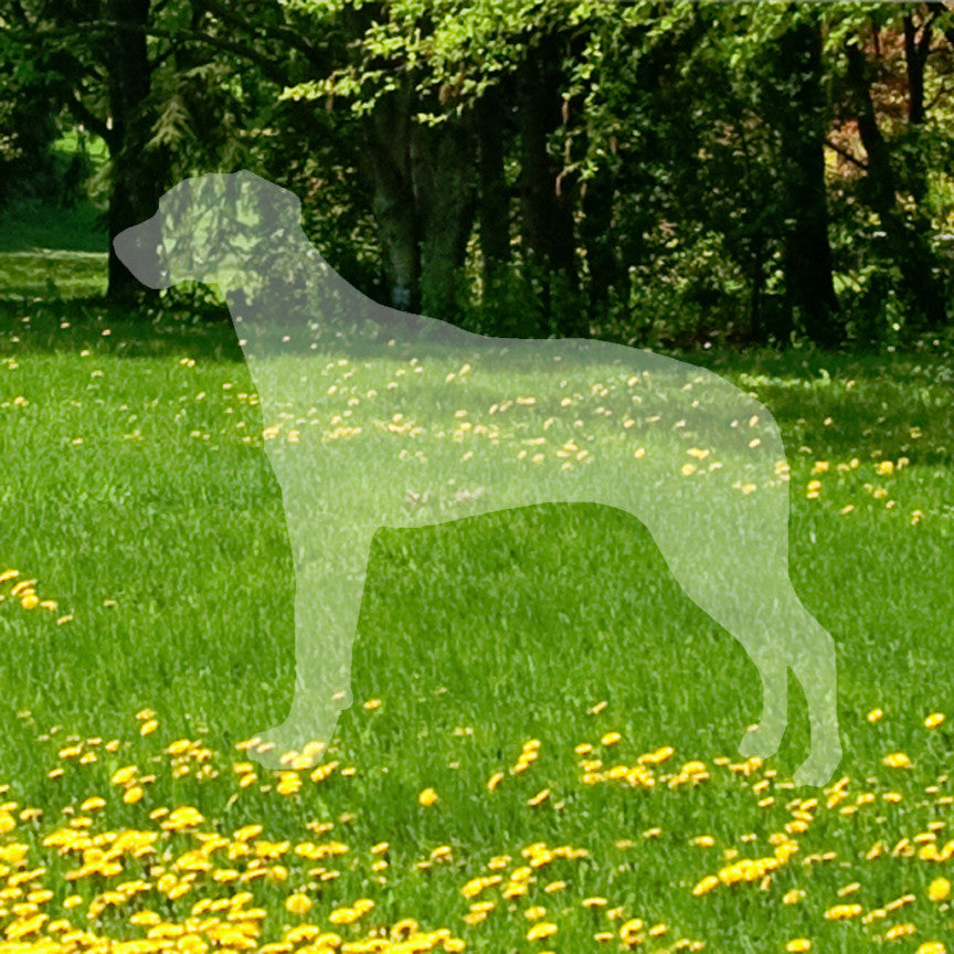 Rhodesian Ridgeback Dog Breed