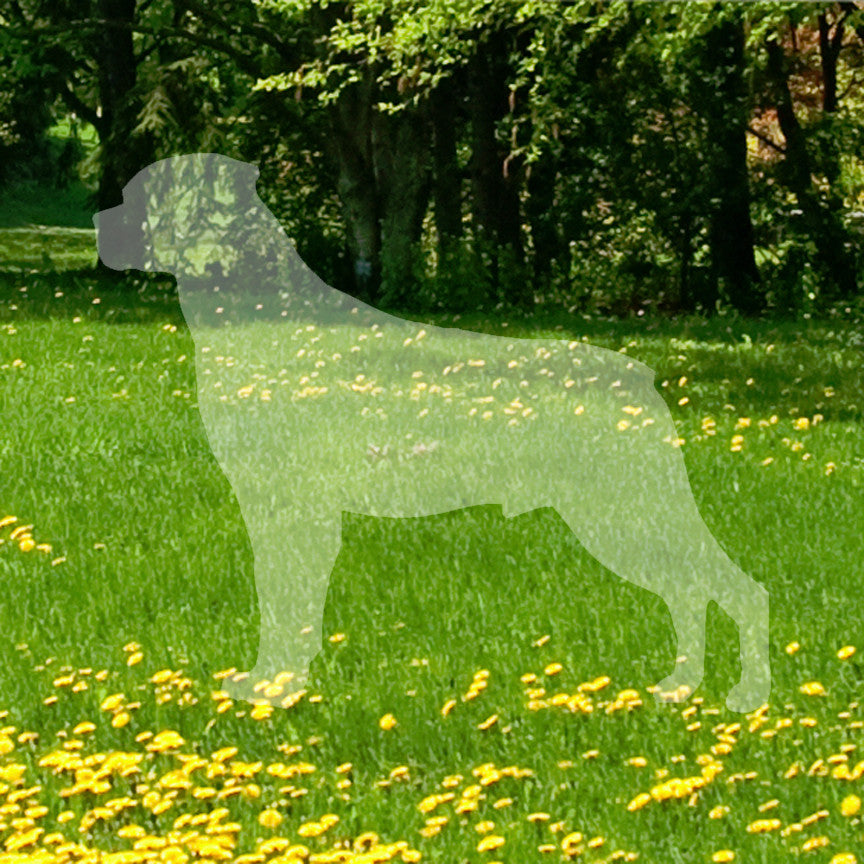 Rottweiler Dog Breed