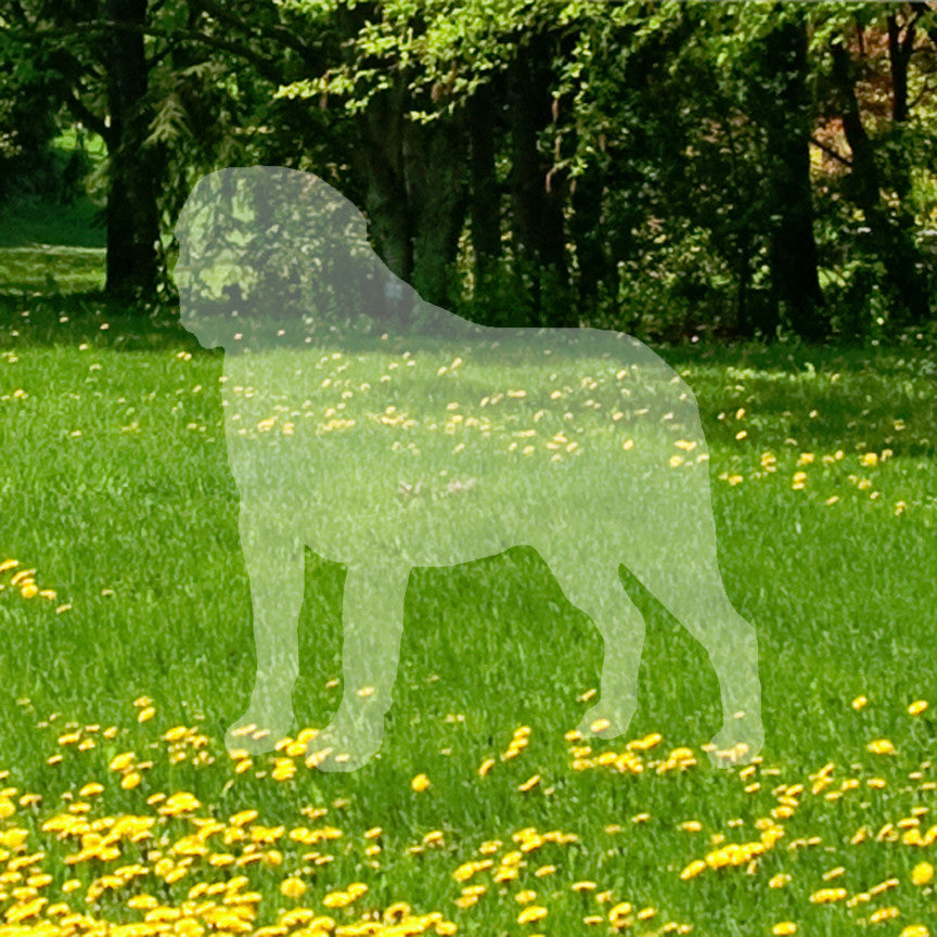 Saint Bernard Dog Breed