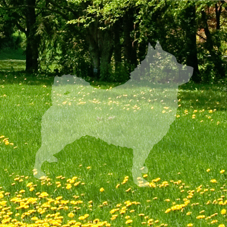 Schipperke Dog Breed