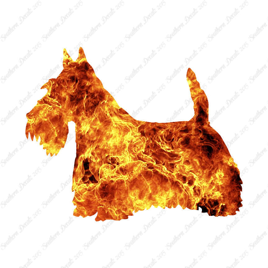 Scottish Terrier Dog Breed