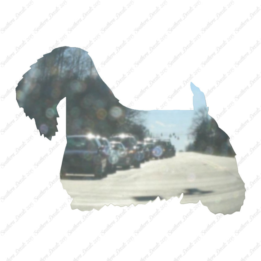 Sealyham Terrier Dog Breed