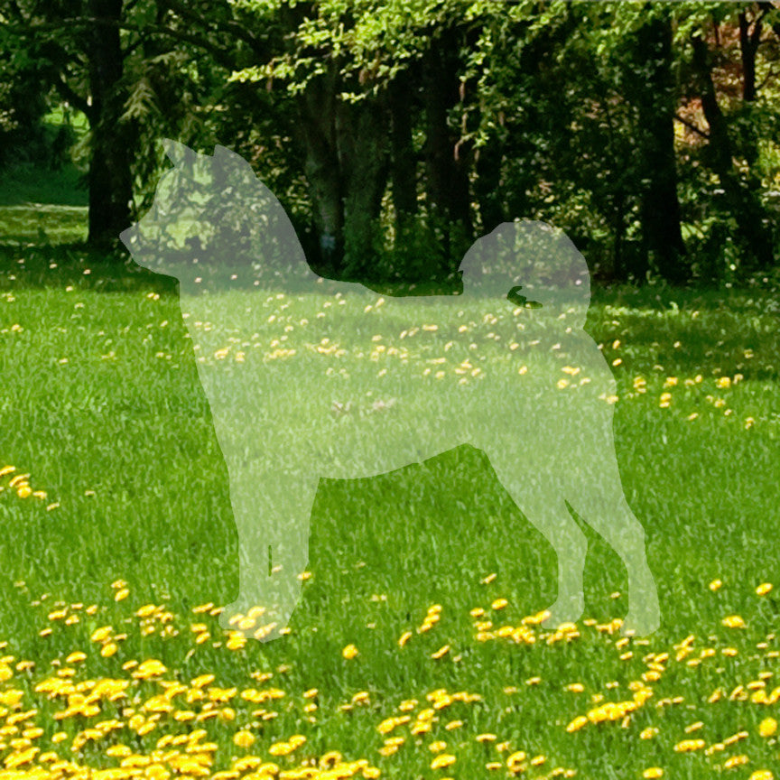 Shiba Inu Dog Breed