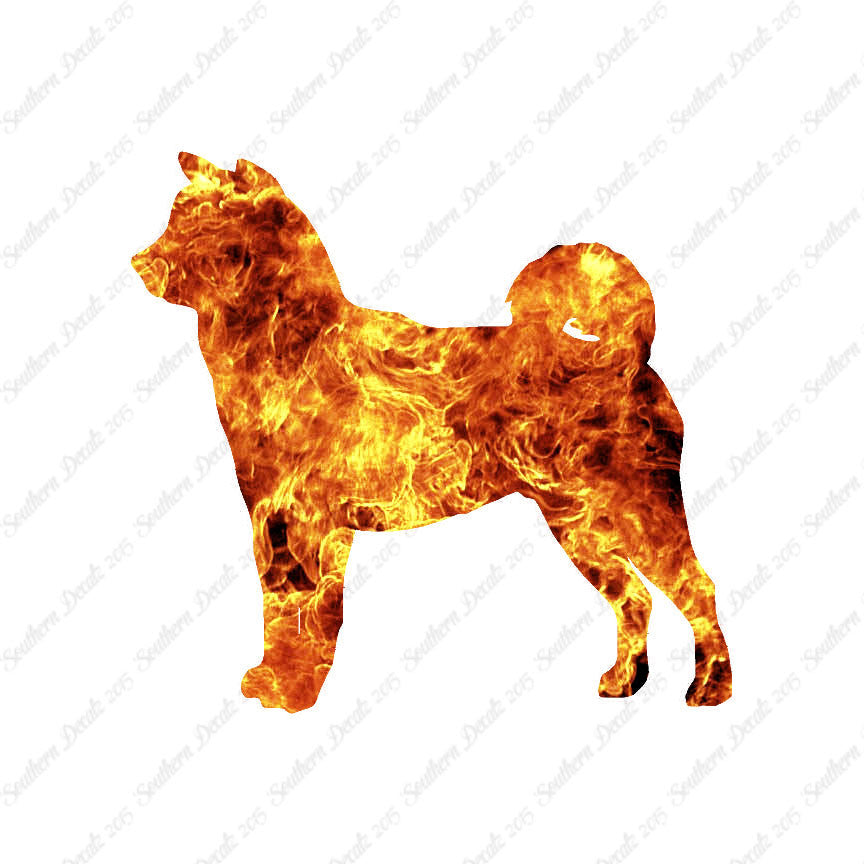 Shiba Inu Dog Breed