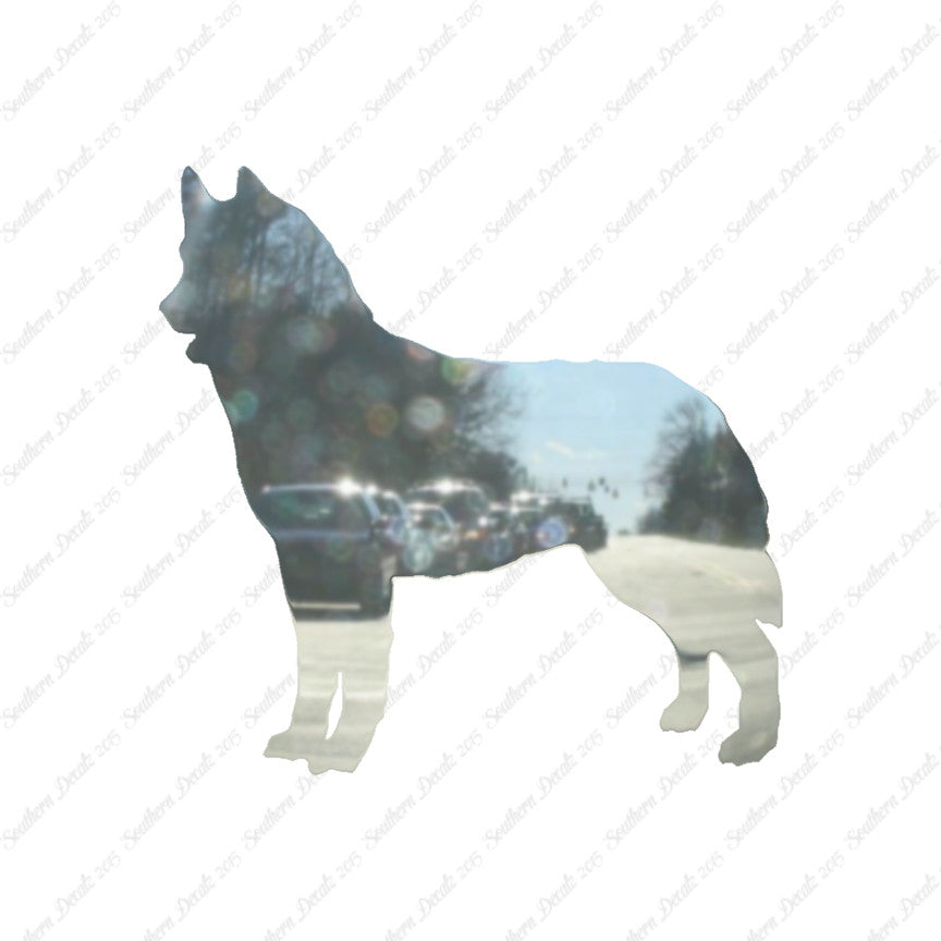 Siberian Husky Dog Breed