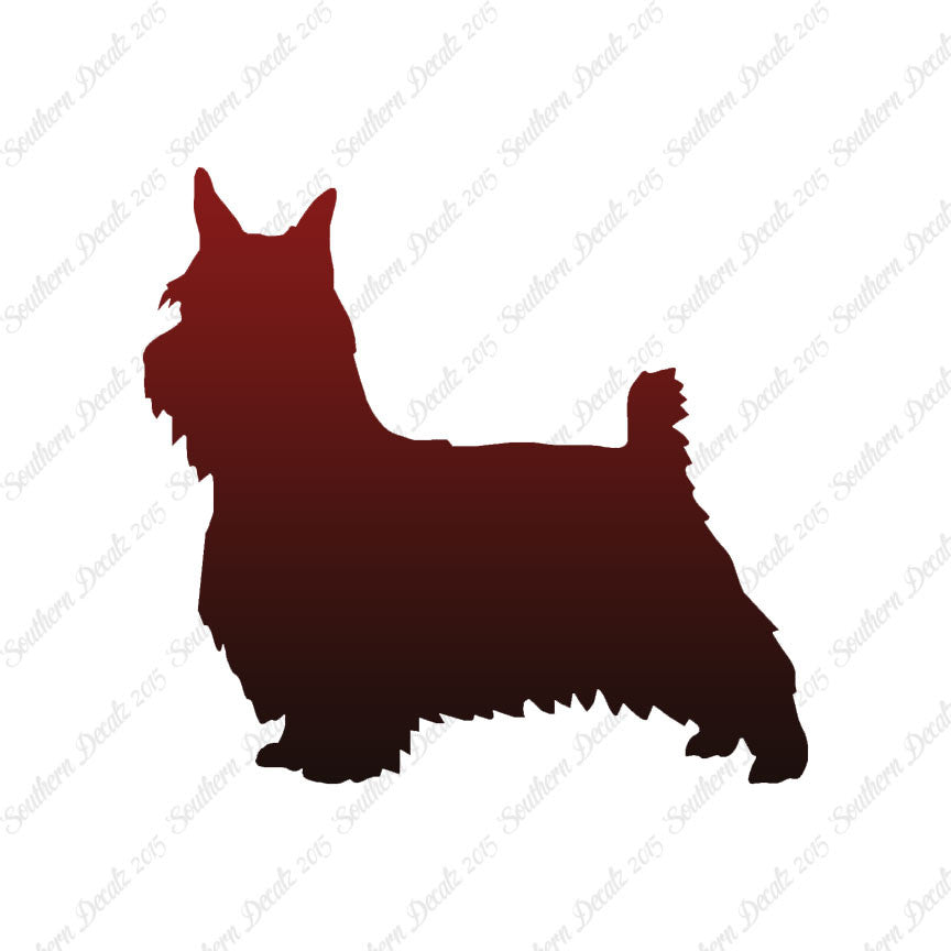 Silky Terrier Dog Breed
