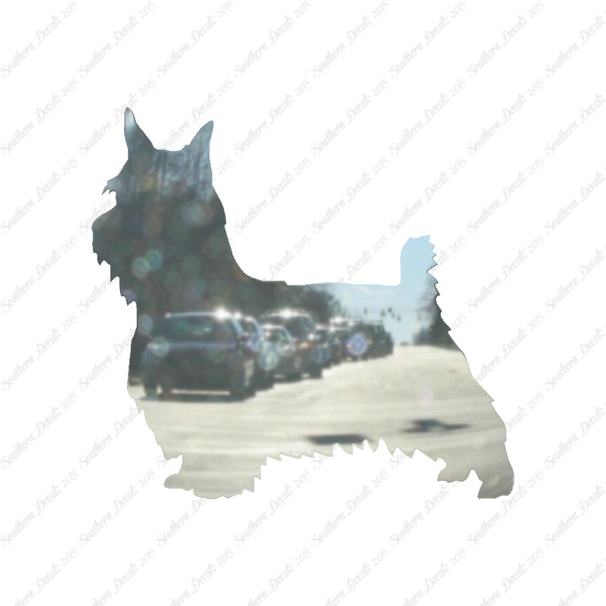 Silky Terrier Dog Breed