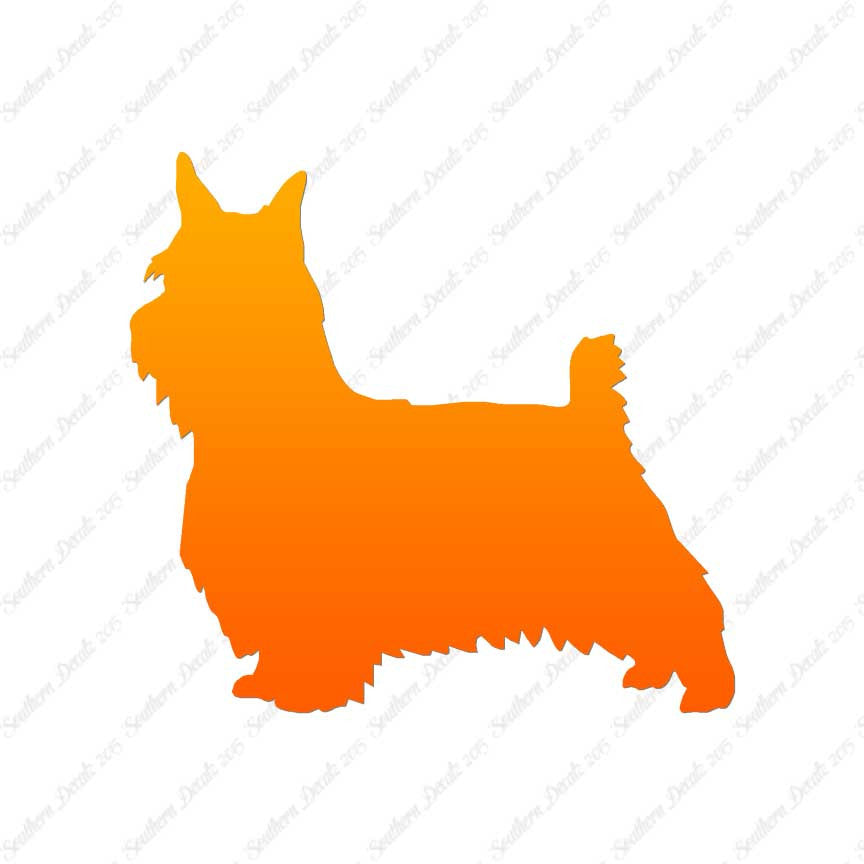 Silky Terrier Dog Breed