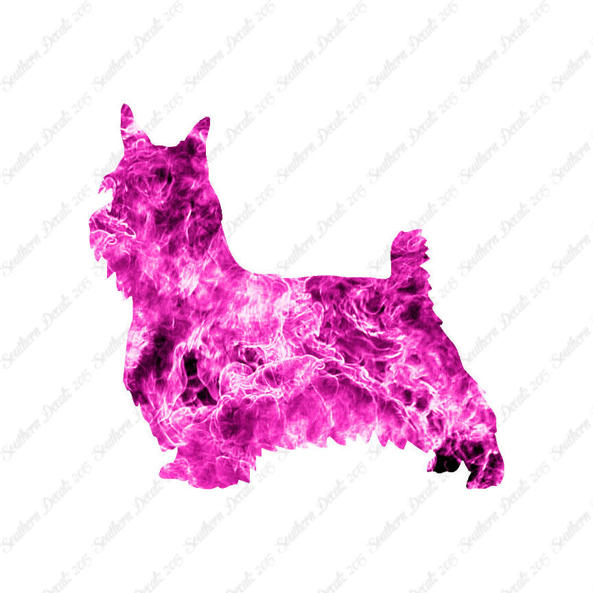 Silky Terrier Dog Breed