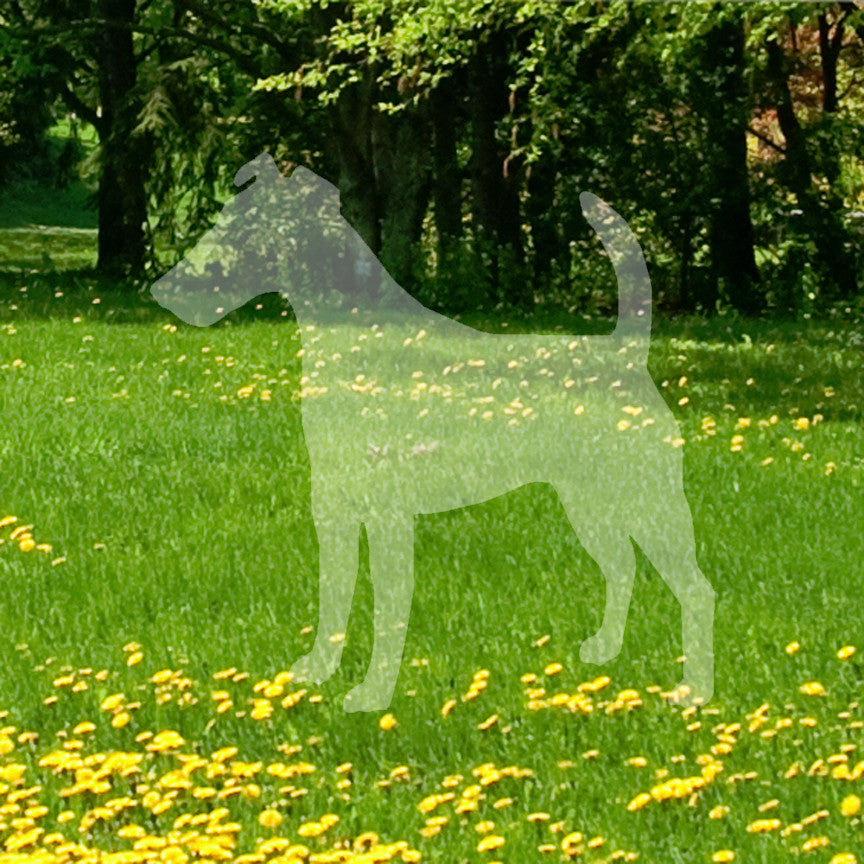 Smooth Fox Terrier Dog Breed