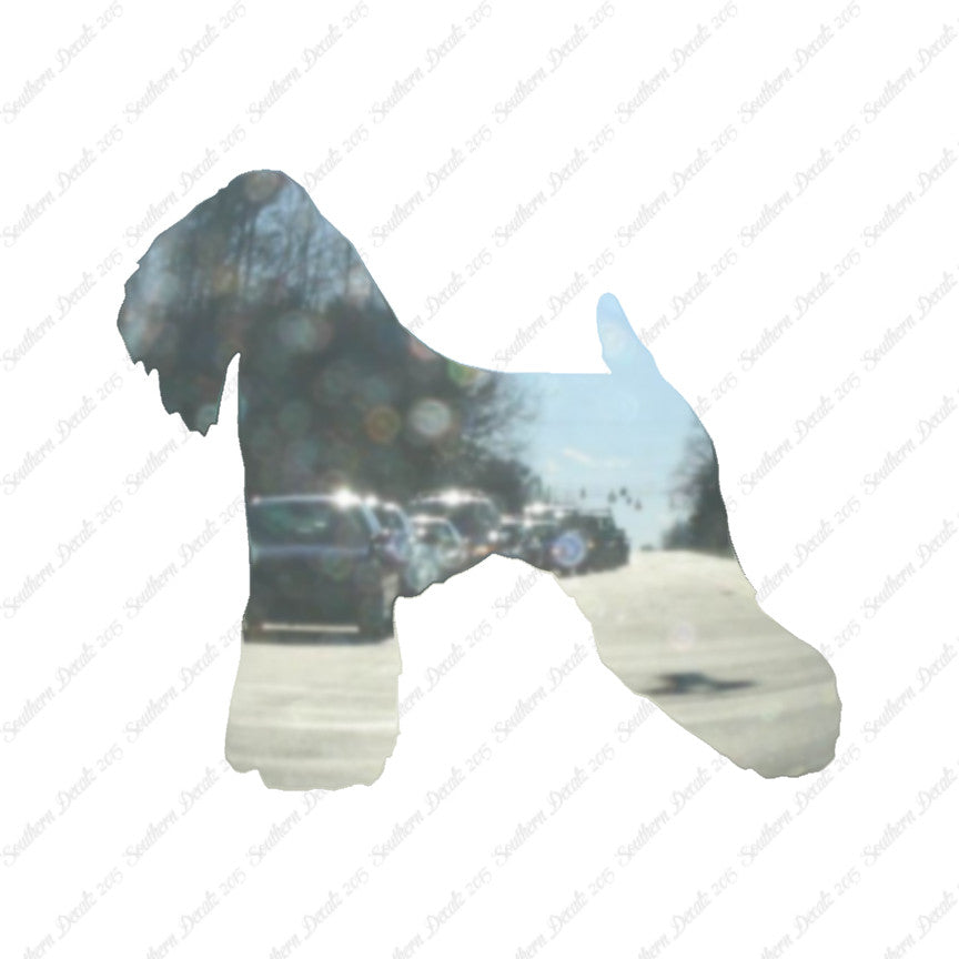 Soft Coated Wheaten Terrier Dog Breed