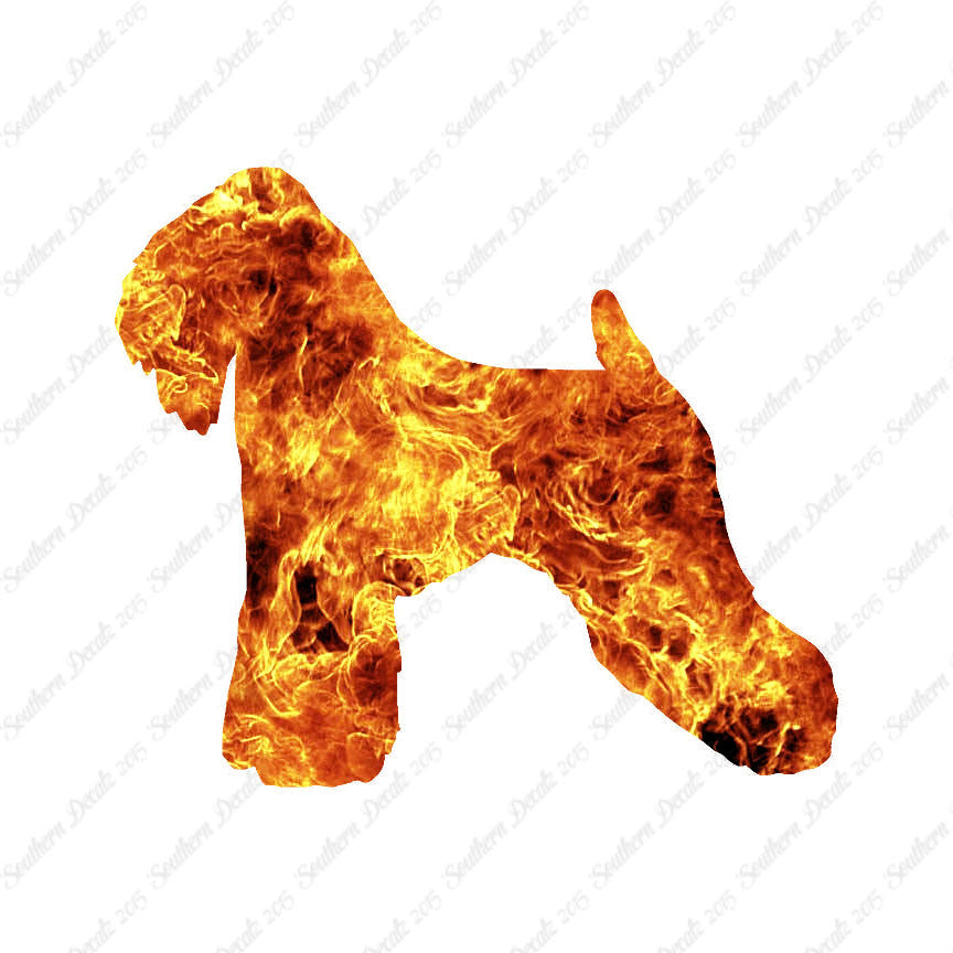 Soft Coated Wheaten Terrier Dog Breed
