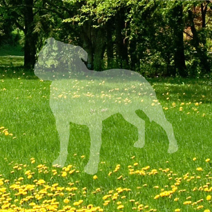 Staffordshire Bull Terrier Dog Breed
